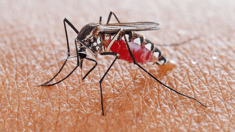 Bị muỗi đốt có thể gây bệnh gì? Điểm mặt 10 bệnh nguy hiểm